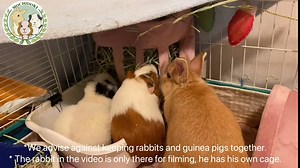 Mochidoki Rabbit Hay Feeder Bag, Guinea Pig Hay Feeder Storage, Small Animal Hay Feeder, Hanging Hay Feeder for Rabbit, Guinea Pig or Chinchilla, Less Wasted (Pink)