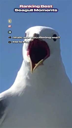 The Ultimate Seagull Chaos Ranking! 🐦😂