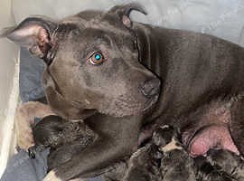Blue Staffordshire bull terriers - £700