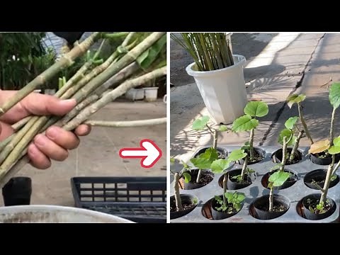 世界一わかりやすいウンベラータの増やし方。挿し芽編