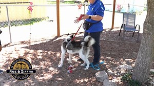 Join us for the Adopt-A-Palooza event this Saturday August 12th from...