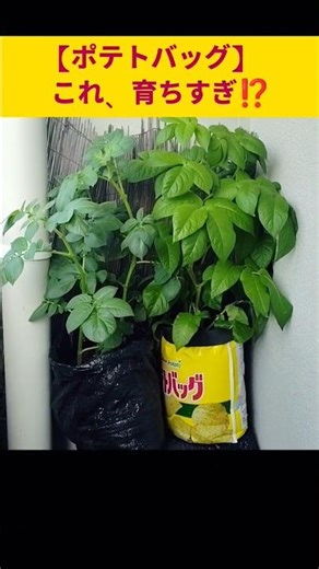 【ポテトバッグ】これ、育ちすぎ!?😂 袋栽培のじゃがいもが大暴走🥔🌿
