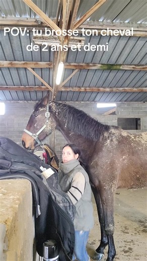 Brossage d'un cheval de 2 ans et demi