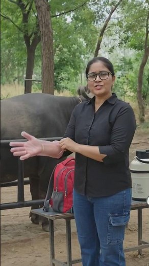 AI Dairy Farm Training | Successful Artificial Insemination Procedure Step by Step | full Practical