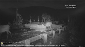 Deer and elk cross Osburn Wildlife Overpass