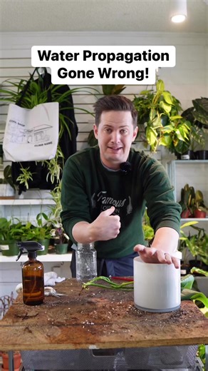 108K views · 2.1K reactions | This plant project was brought in by a customer wanting to transfer their cutting to soil, but when I got in there I discovered it had root rot and had to change courses! In this video I clean up the root rot and set it up exactly how I like to propagate my Monstera- with LECA! This is also known as semi-hydro. I recommend the customer put their plant in bright light- the warmth will speed up root development! #houseplants #plants | Tanner The Planter | Facebook