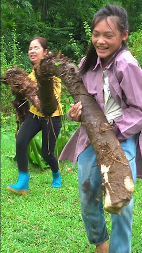 Malanga Silvestre Enorme 🥔 La Raíz Más Larga del Bosque #shorts