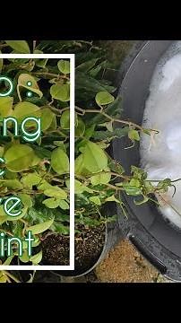 how to : Scouring Fabric for Tie Dye and Ecoprint