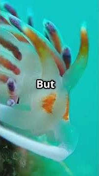 Tiny Sea Slug Eat Venomous Jellyfish and Steals Their Powers — Meet the Blue Dragon #viralvideo #fyp