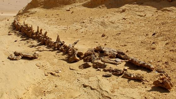 Whales in the desert: The fossils that proved whale evolution