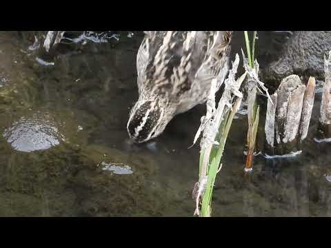 タシギの餌探し