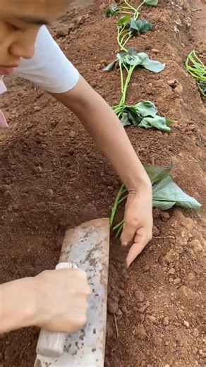 Planting Sweet Potato Slips Tutorial #farming #shorts