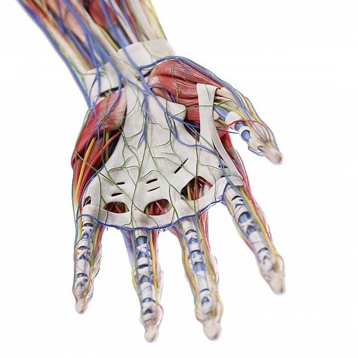 SciePro | Embrace the detailed anatomy of the arm and hand with our latest 3D model. From the biceps brachii to the intricacies of the metacarpals,... | Instagram