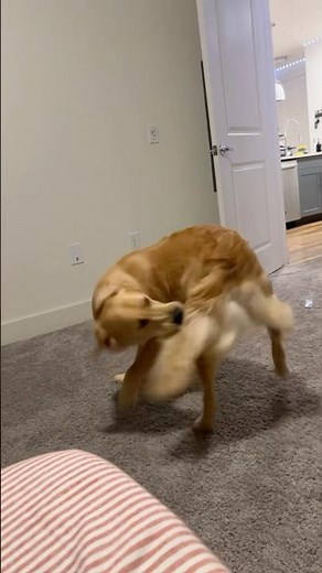 Golden Retriever Puppy Chasing His Own Tail! 🐕🐾 #dogtailchasing #puppychasingtail #goldensimbalife