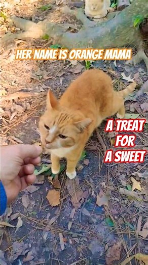 Request Fulfilled!💗Rare Female Orange Tabby Cat #shorts