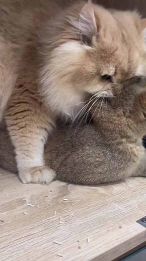 What does it mean when a female cat rolls?#fyp #cats #foryou #catvideos #catsoftiktok