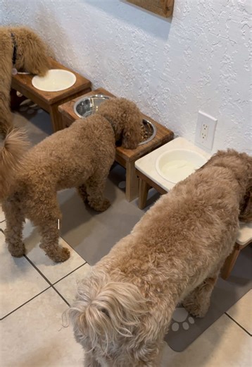 Delicious Dog Food Recipe for Doodles