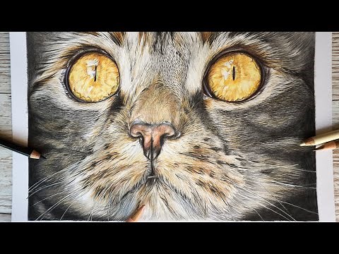 Drawing a Cat's Nose and Mouth | Polychromos Colour Pencil Tutorial