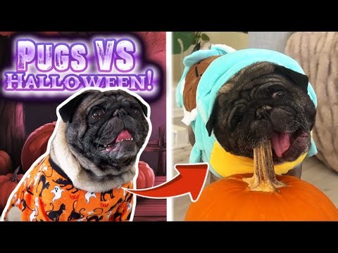 Do Pugs Like Halloween? Cute Pugs React to Different Halloween Items!!