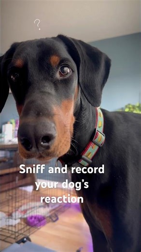 I’ve been crying & sniffling. Noticed Gatsby has a funny reaction 🥲 #dogs #megaknight #funnydogs