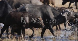 Close-up small group of Cape Buffalo with young calves drinking water in the African bush