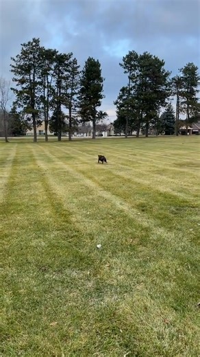 🦁 or 🐶 -🥊☠️ The Flemish Giant Rabbit is so huge 😳🐰#flemishgiant #facts #foryou #amazing #animals #asmr #xuhuong #animalfac #pet #animallover #wild #dog #viral #flemishgiantrabbit #wildlife #fyp #naturelovers | Everiya