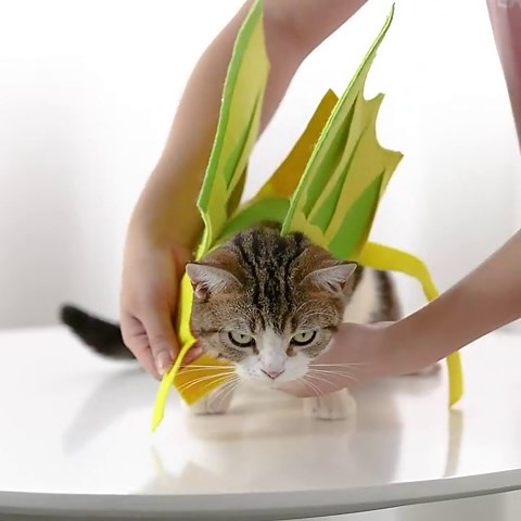 Dragon Wings for Dog - Cute Pterosaur Wings for Dog Cat, Halloween Cat Dragon Wings Costume, Funny Dinosaur Wings Cosplay Apparel for Halloween Party Holiday Decorations Dress-Up Accessories, Large