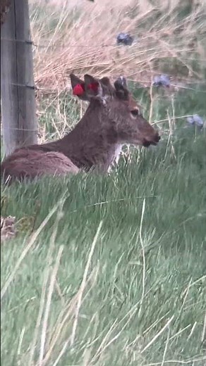 3 whitetail bucks relaxing May 2026 #cute #nature #wildlife