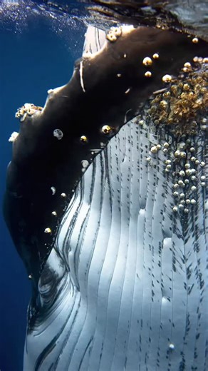 Whales are not just single entities, but entire moving ecosystems. Barnacles, algae, sea-lice, small filter feeders, crabs and tiny hitchhikers all live on their skin. This extraordinary hosting capacity makes whales unique global voyaging habitats that carry magnitudes of life across entire oceans. | Jono Allen Photography