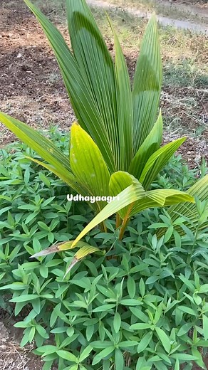 35K views · 7.1K reactions | Green manure crops offer several...