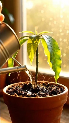 How to Grow Mango from Seed FAST ⚡ (Step by Step)