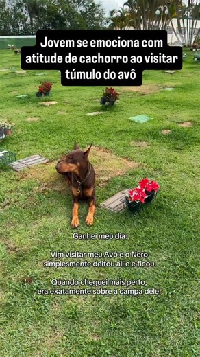 MidiaNews | Notícias de MT on Instagram: "🥹 Para chorar junto! Durante uma visita ao cemitério onde o avô foi sepultado, Gabriel foi pego de surpresa e se emocionou com uma atitude do cachorro Nero. No vídeo publicado nas redes sociais, o jovem falou sobre o local escolhido pelo avô e que Nero, ao chegar no cemitério, se deitou sobre o túmulo. Ao ver a cena, Gabriel não segurou às lágrimas: “Sem saber explicar o que aconteceu aqui. Te amo Nero”, escreveu o jovem na publicação. O vídeo rapidame
