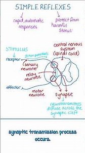 Simple Reflex Arc Explained | A-Level Biology