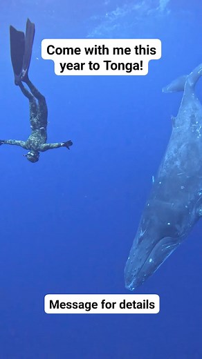 Come to dive with Humpbacks this year!!! #humpbackwhale #freediving #bucketlist | Adam Stern Freediver