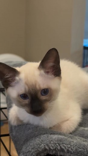 ✨ Siamese Kittens Ready for Adoption! ✨Meet our adorable male and female Siamese kittens affectionate, playful, and raised with love (never in cages!). 💕These sweet little ones are well-socialized with children and ready to fill your home with endless purrs, cuddles, and joy. 🐾If you’ve been dreaming of a loving, loyal, and talkative companion, our Siamese kittens are the purrfect match. 🩵📩 DM us for adoption details your new furry best friend can’t wait to find their forever home!#SiameseKi