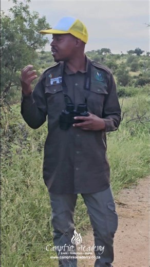 Congratulations to Sibusiso on passing his FGASA NQF2 practical assessment! Sibussiso joined us last week for his assessment with FGASA mentor and assessor, our principal trainer, Laetitia Cronje. Contact Laetitia directly to book your FGASA NQF2 or NQF4 assessment on 082 372 8751. 🎥 @brass_rsa #Nature #natureguide #fieldguide #FGASA #natureguidetraining #bushlife #liveyourwild #liveyourbestlife #liveyouradventure #tribe #tribevibe | Campfire Academy