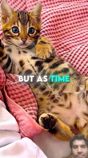 This Man FOUND a Rare Exotic Cat 🐱💛 #usa