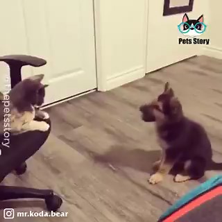 No importa el día…ni el ánimo…ellos siempre encuentran la formade sacarnos una sonrisa.