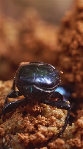How Dung Beetle Saved Australia Cattle #shorts #facts #wildlife