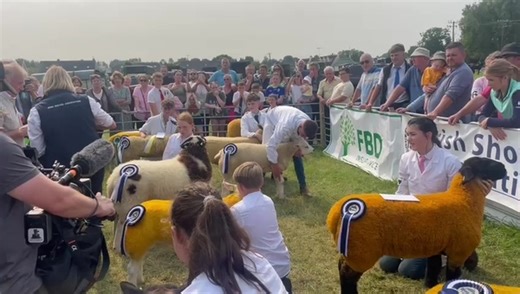 16K views · 80 reactions | The overall winner in the intermediate section of this years FBD all-Ireland young shepherd and shepherdess competition is JJ Maher. Stay tuned for a full round up from todays finals. | Irish Farmers Journal | Facebook