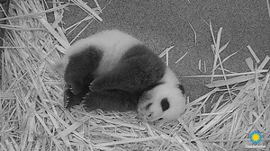 422K views · 47K reactions |  Have you seen our giant panda cub catching some Zs? Get the latest news on our cub’s snooze! ✏️ UPDATE: https://s.si.edu/2HzSwDC. . . . #PandaStory #PandaCubdates | Smithsonian’s National Zoo and Conservation Biology Institute | Facebook