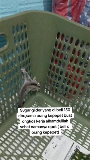 Reni Gro clean (@reni.gro.clean)’s videos with suara asli - UNJ Roblox