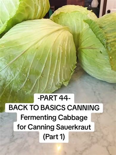 Fermenting Cabbage for Canning Sauerkraut