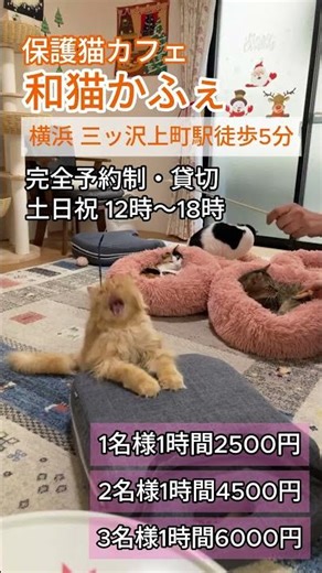 Japanese Cat Cafe CM "Back Number-Christmas Song" ver.