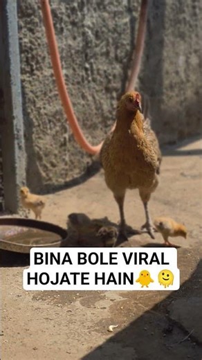 #viral #chicks #shorts #pets #animal