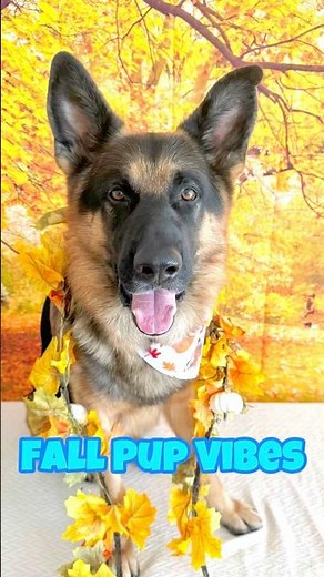 German Shepherd Thanksgiving Photoshoot- Fall Dog Aesthetic 🍁🐾