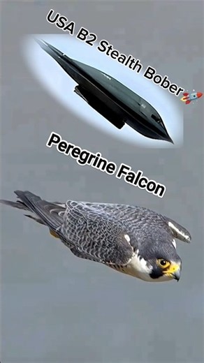 Peregrine Falcon vs US B-2 Bomber! 🚀 #stealthbomber #Shorts#Falcon#Wildlife#Nature