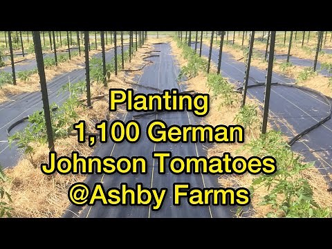 Planting 1,100 Tomatoes......Small Scale Commercial Tomato Farming at Ashby Farms