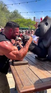 542K views · 8.9K reactions | When gym strength meets nature’s power. #StrengthBattle #GorillaVsMan #EpicShowdown | WaseemHira | Facebook