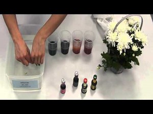 Plants and Transpiration: Experiment